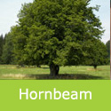 Bare Root Carpinus Betulus Common Hornbeam